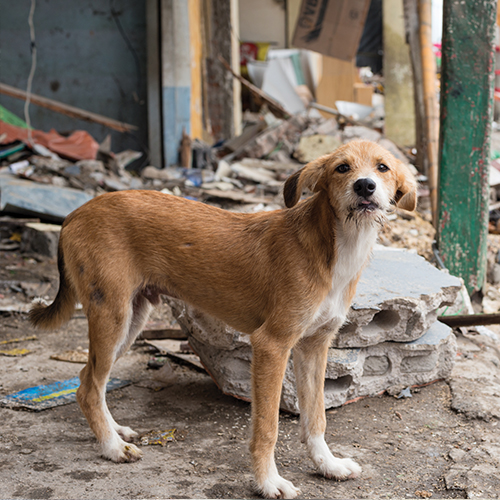 Putting animals on the global disaster agenda*Notwithstanding the pain and misery that animals suffer in the aftermath of disasters, they are also often the linchpin of households, discovers Claire Sanders when talking to Eugenia Morales of World Animal Protection